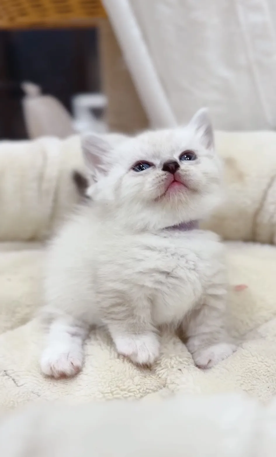 重點曼赤肯弟(已預定)