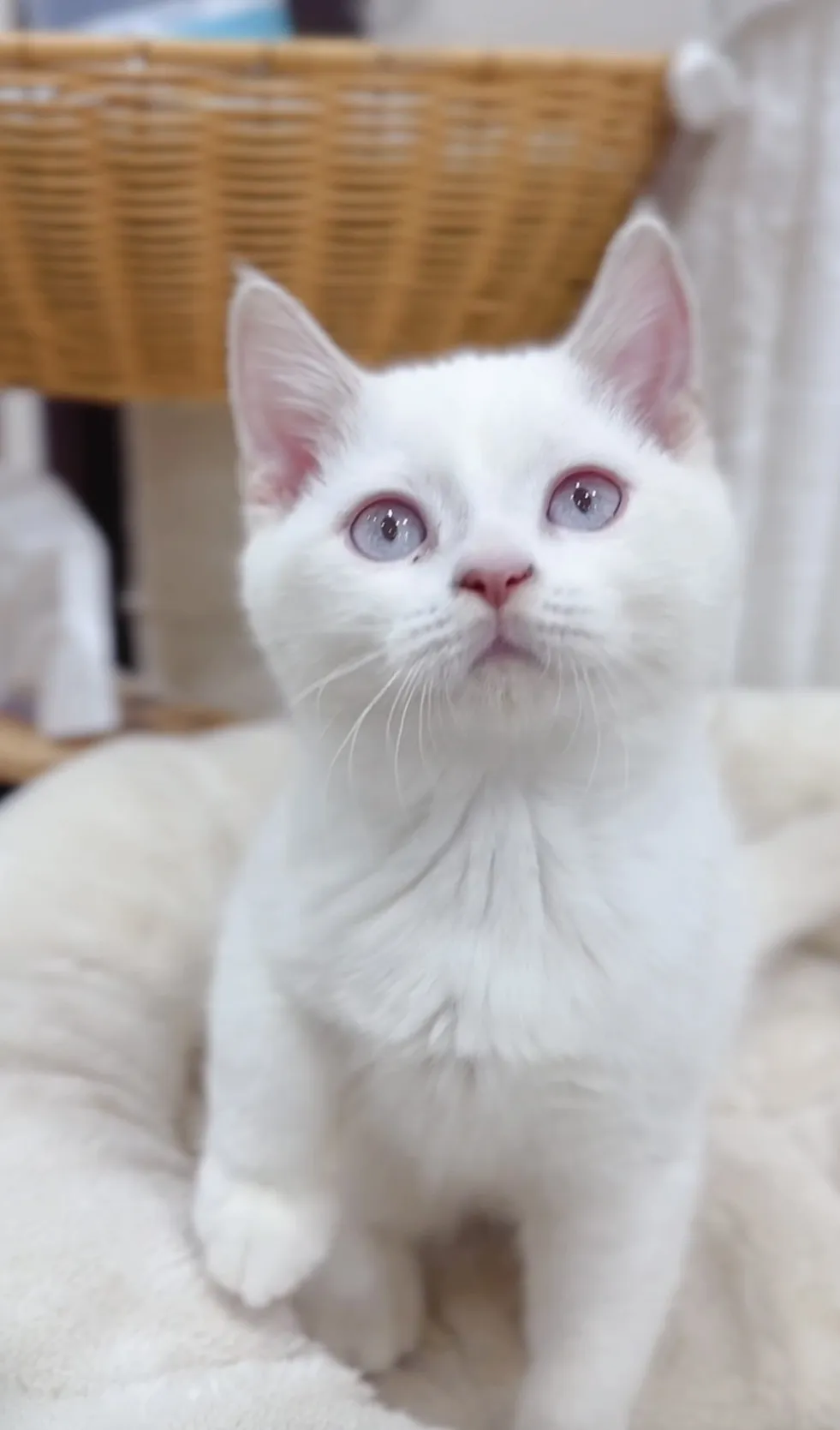 奶油端子英短弟