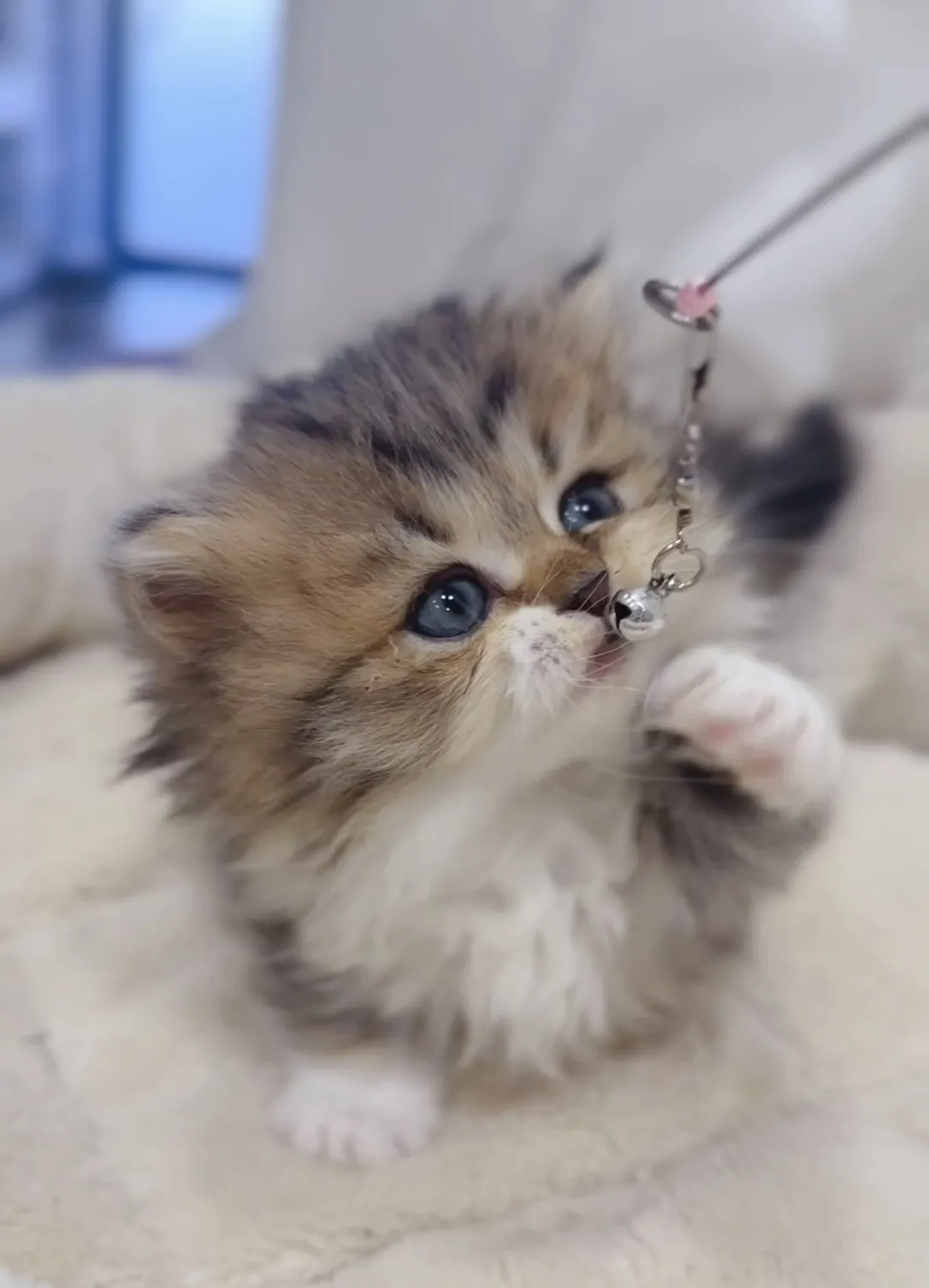 黑金加白小步舞曲