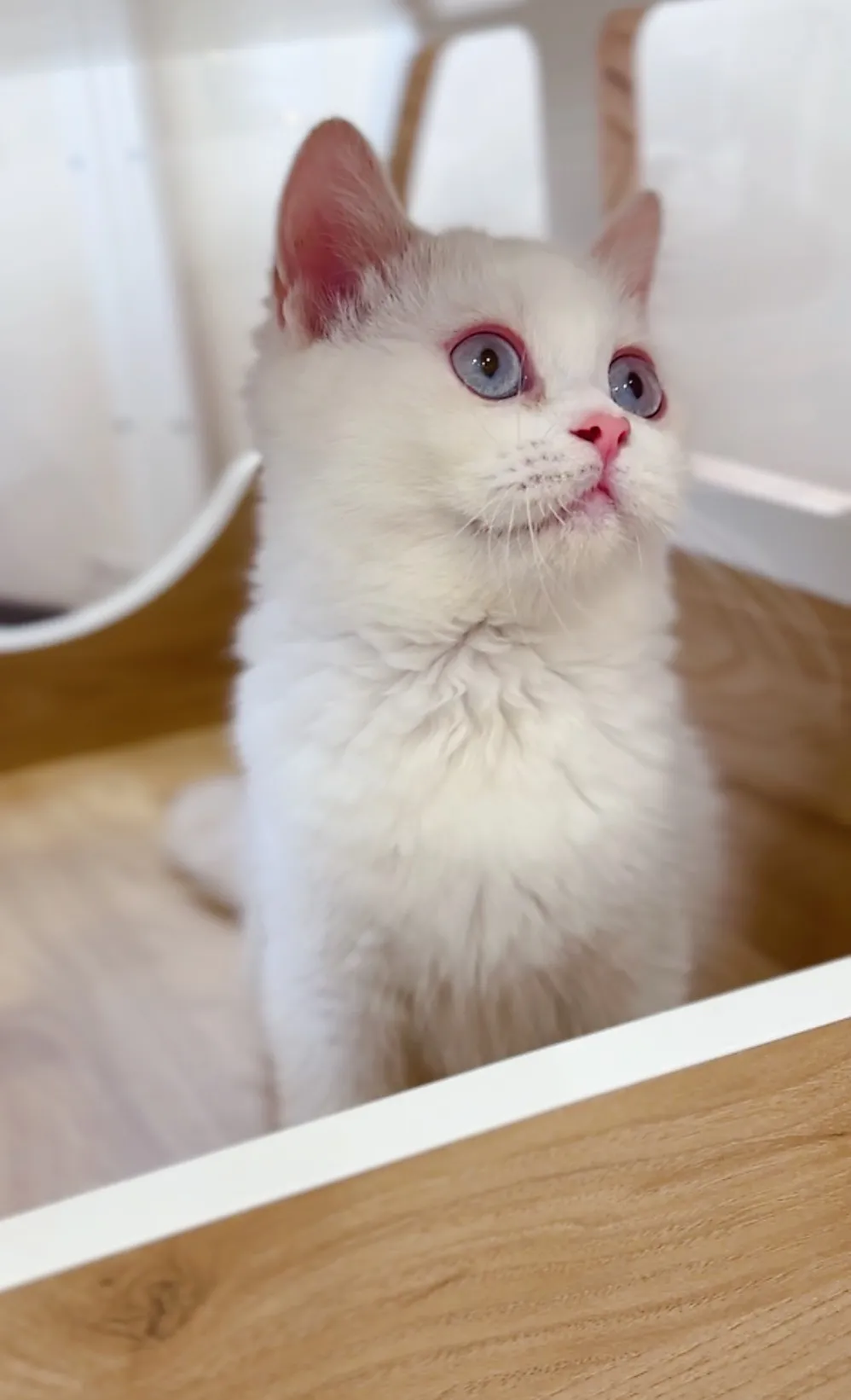 紫金點英短弟(已預定)