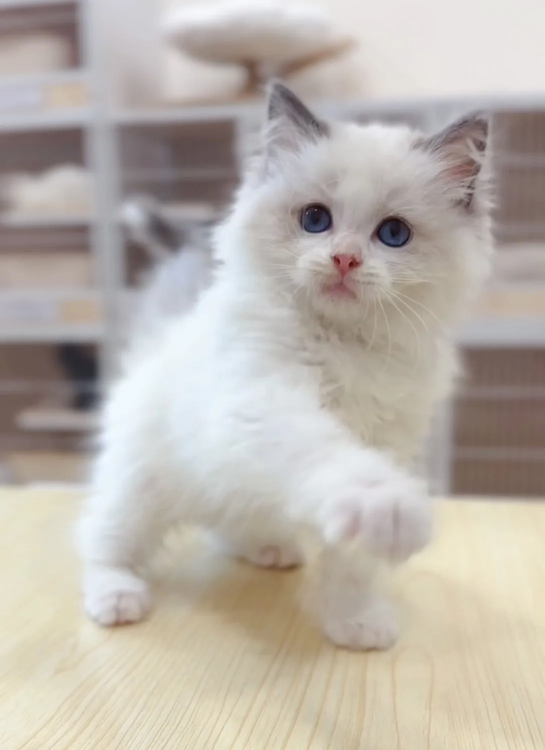 正開藍雙布偶妹妹