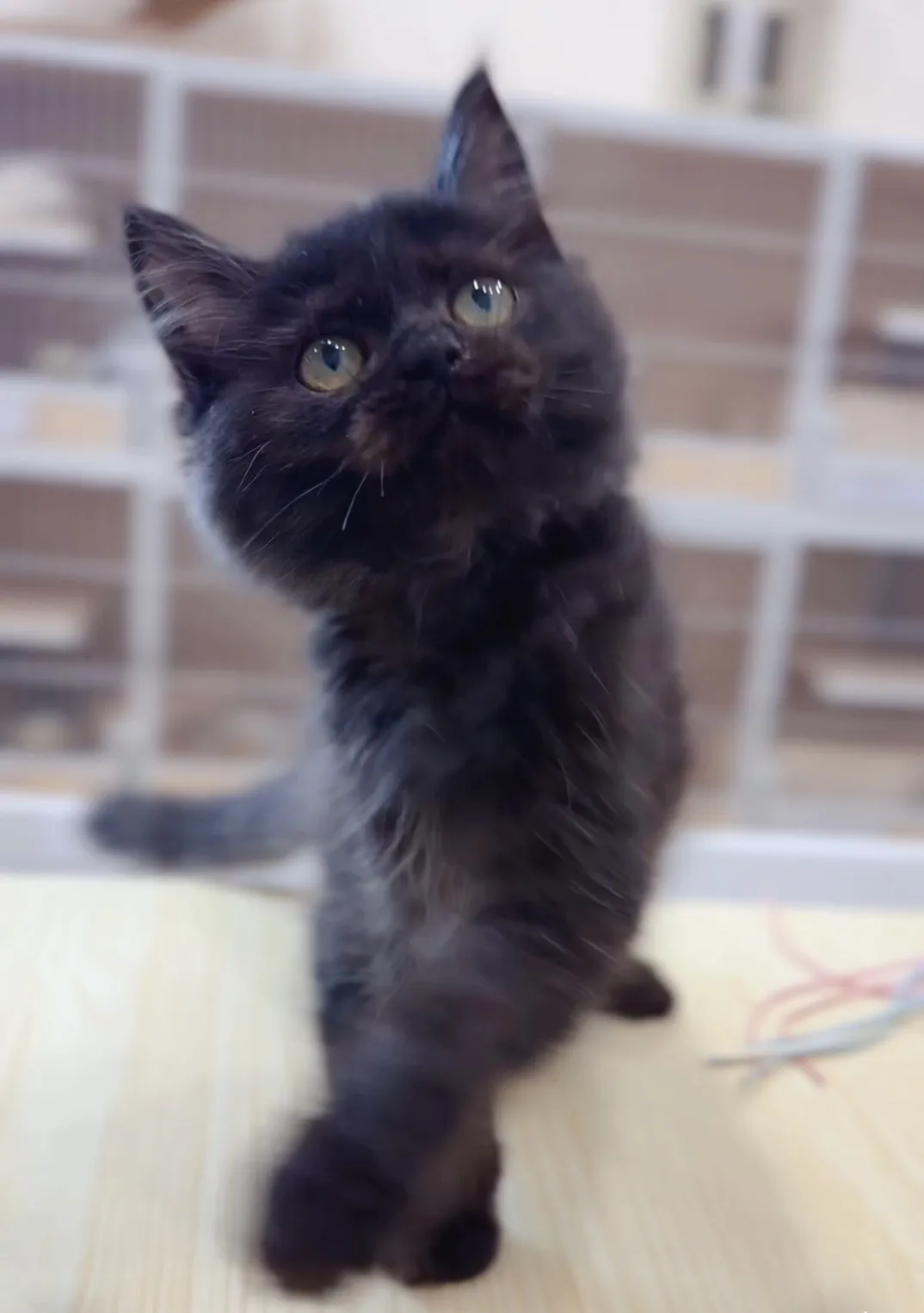 煙燻英長弟弟(已預定)