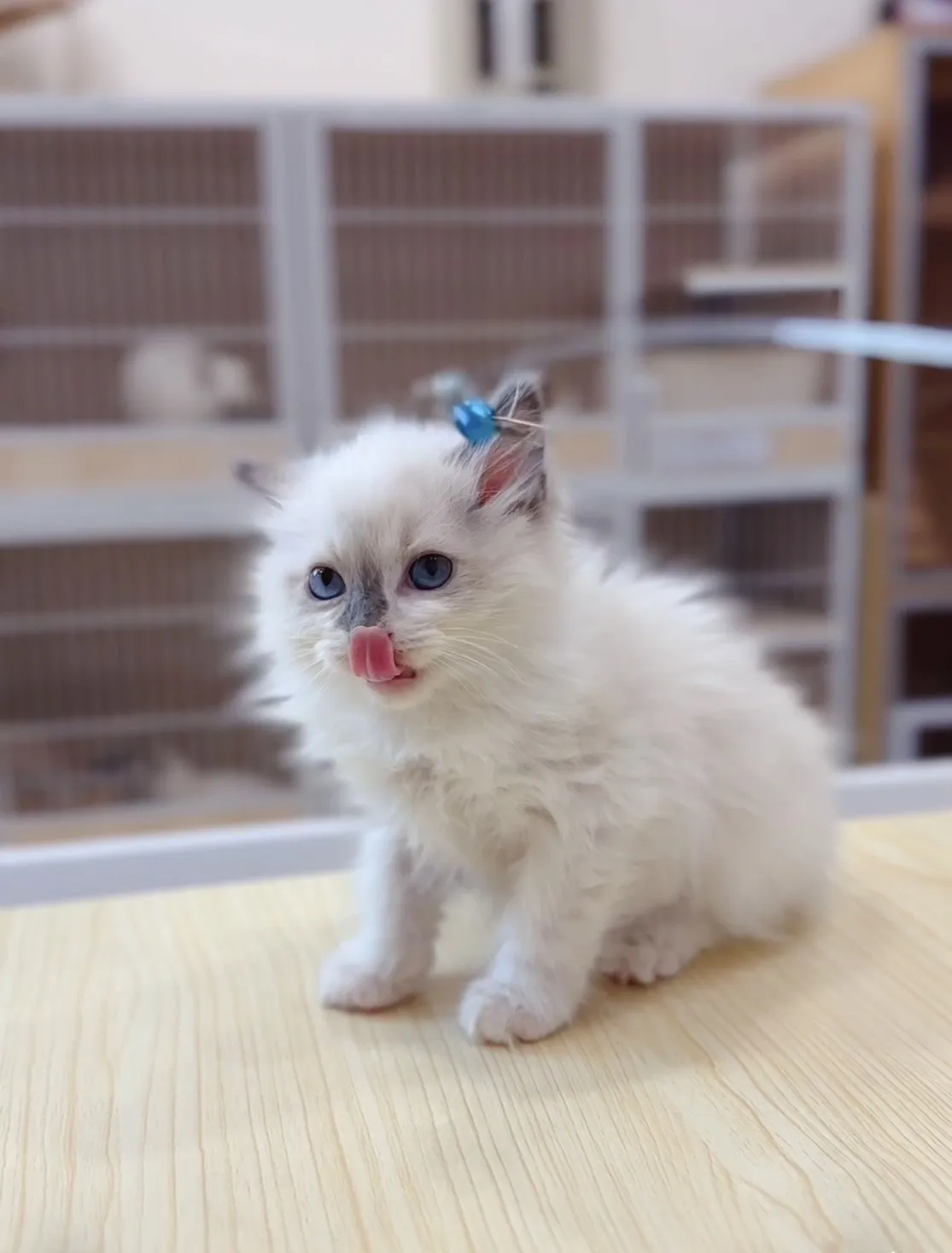 藍雙弟弟(已預定)