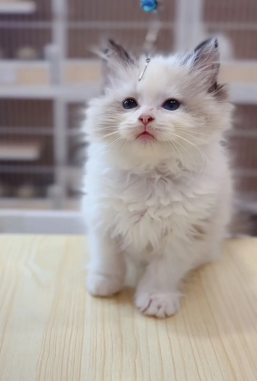 正開海雙布偶妹妹