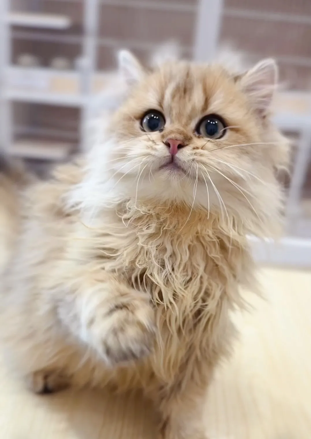 金漸層長毛弟(已預定)