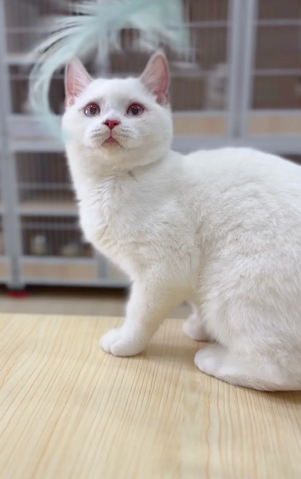 奶油端子英短弟(已預定)