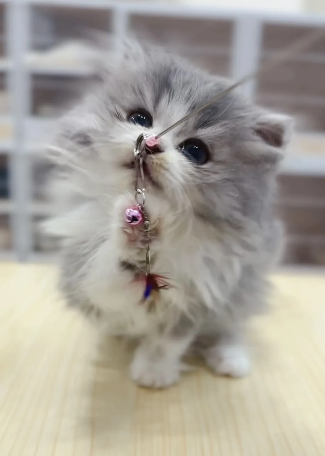 藍金加白英長妹