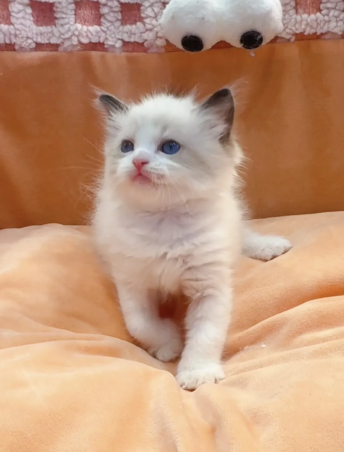 正開海雙布偶弟弟