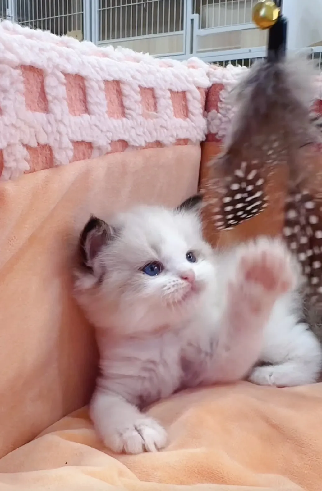 正開海雙布偶弟弟