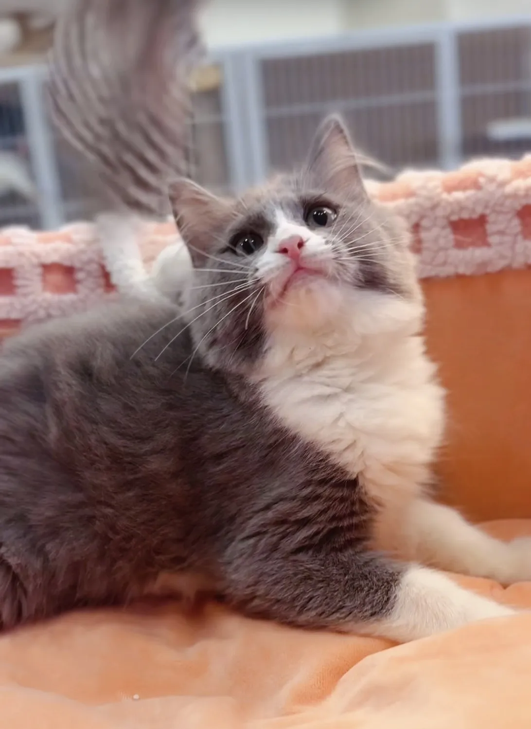 藍白賓士英短弟弟