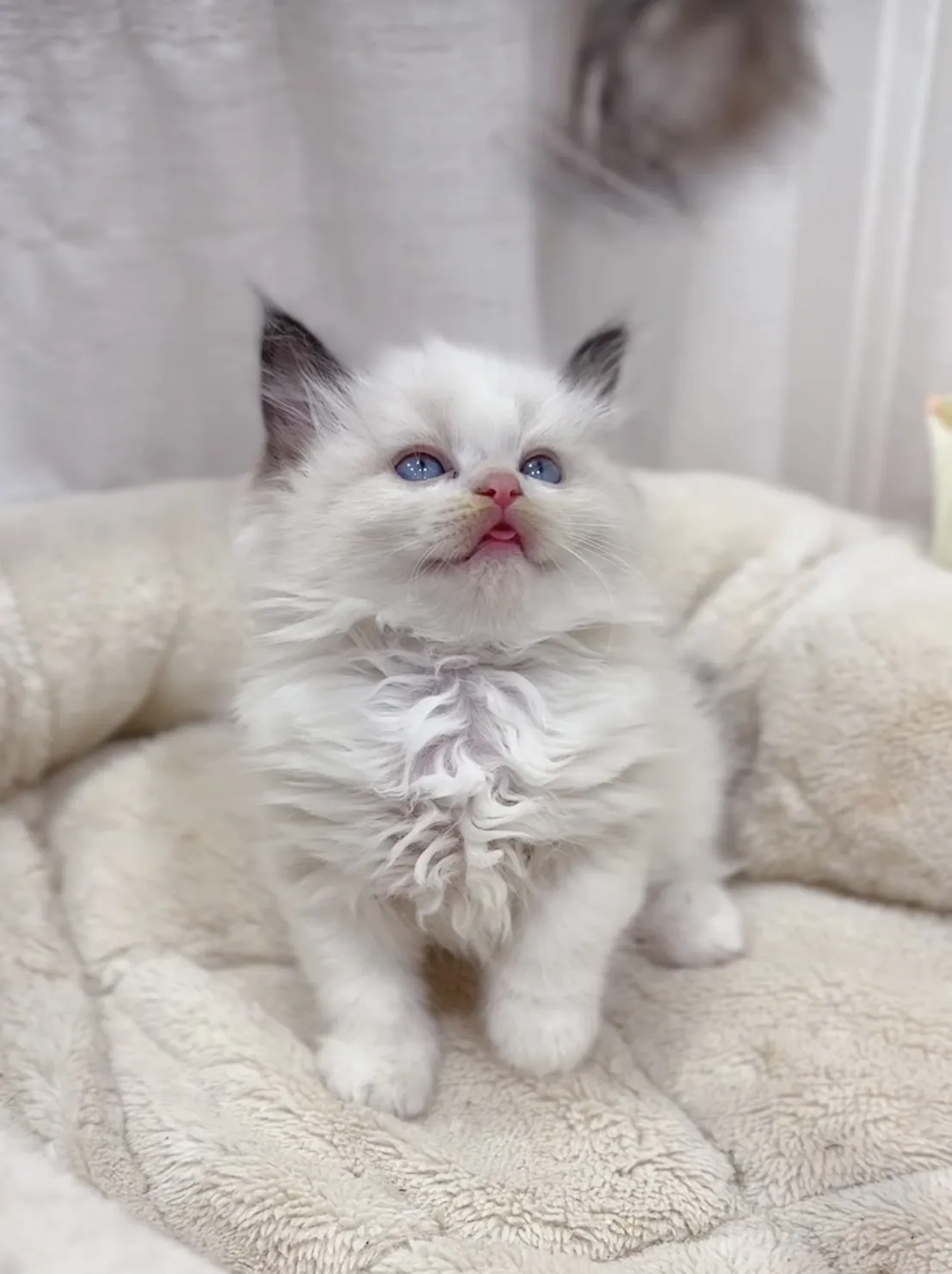 正開海雙布偶弟弟(已預定)