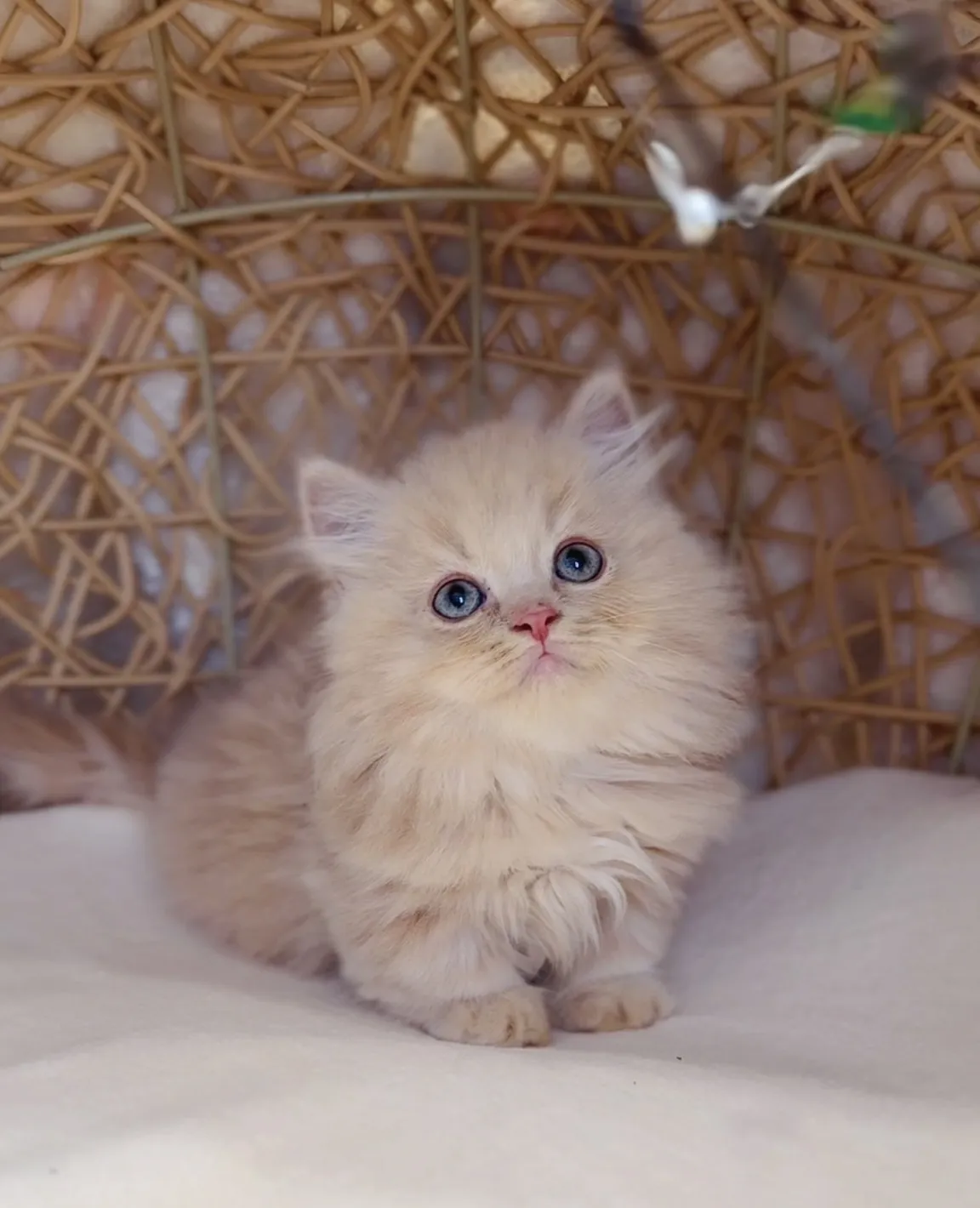 奶油小步舞曲弟弟