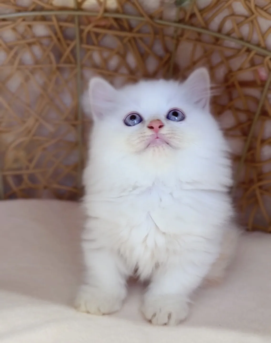 奶油端子小步舞曲弟弟