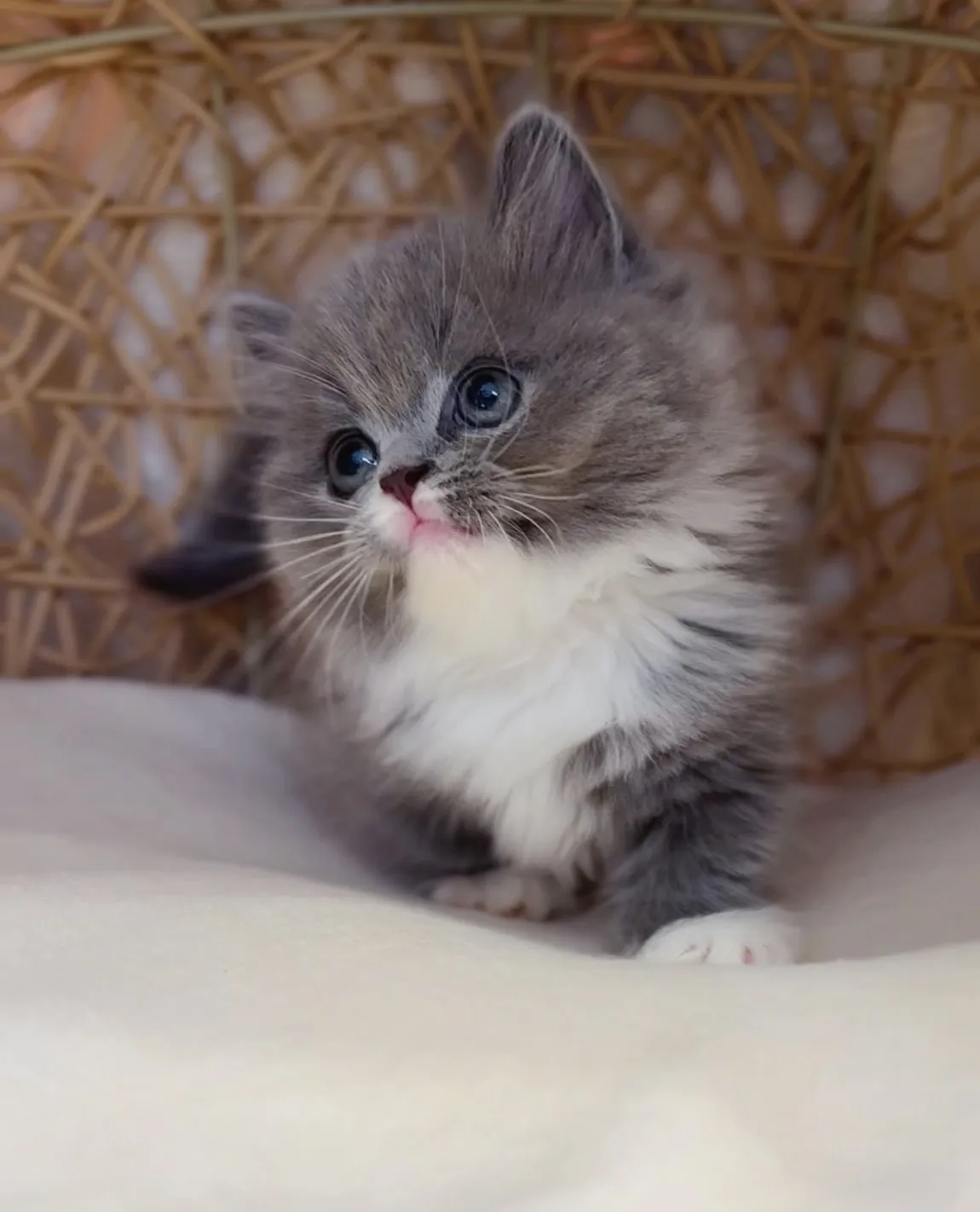 藍白小步舞曲弟弟(已預定)