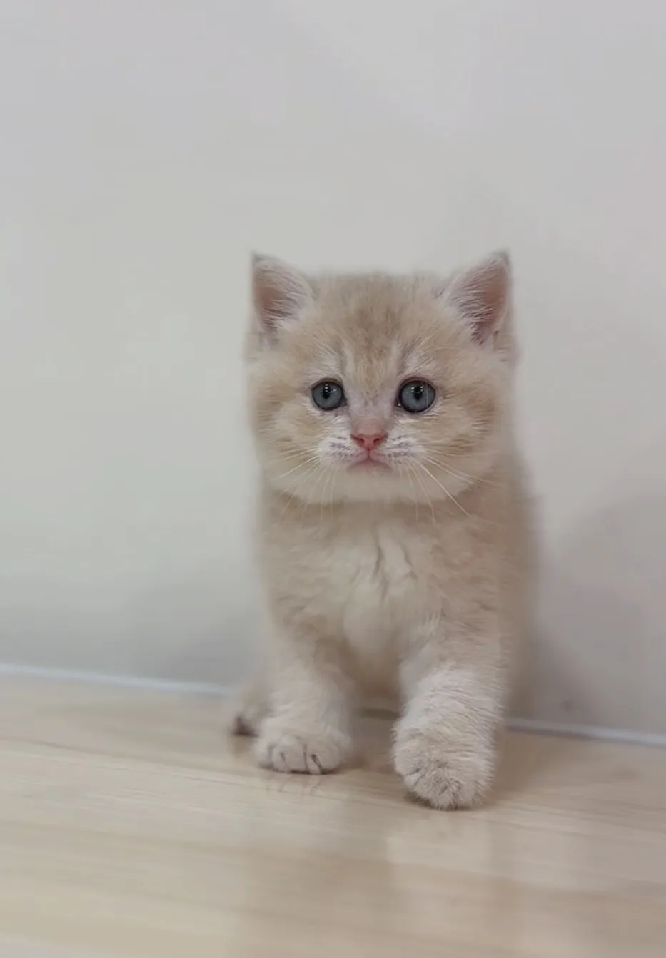 焦糖藍金英短弟弟