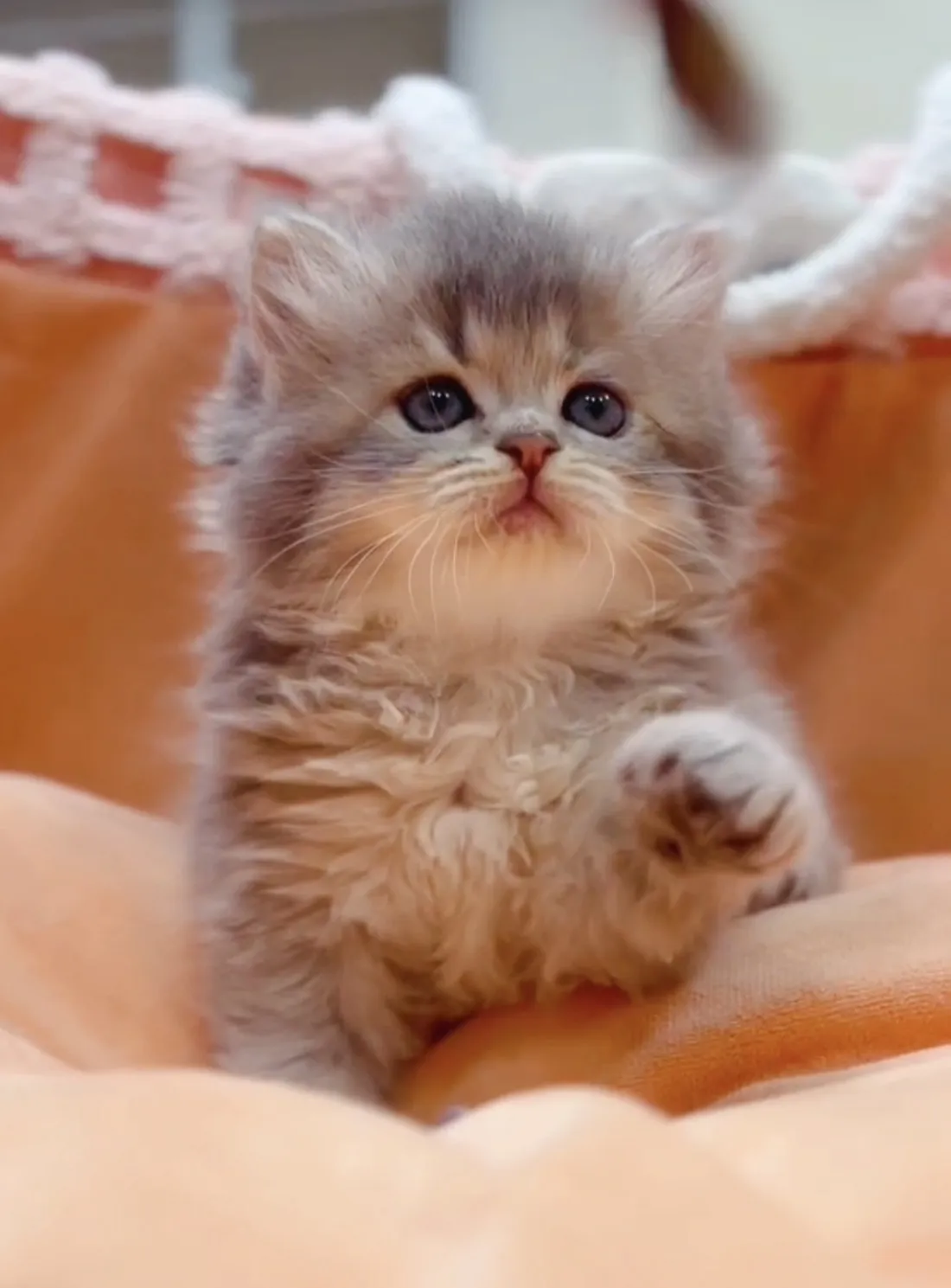 藍金漸層長毛妹