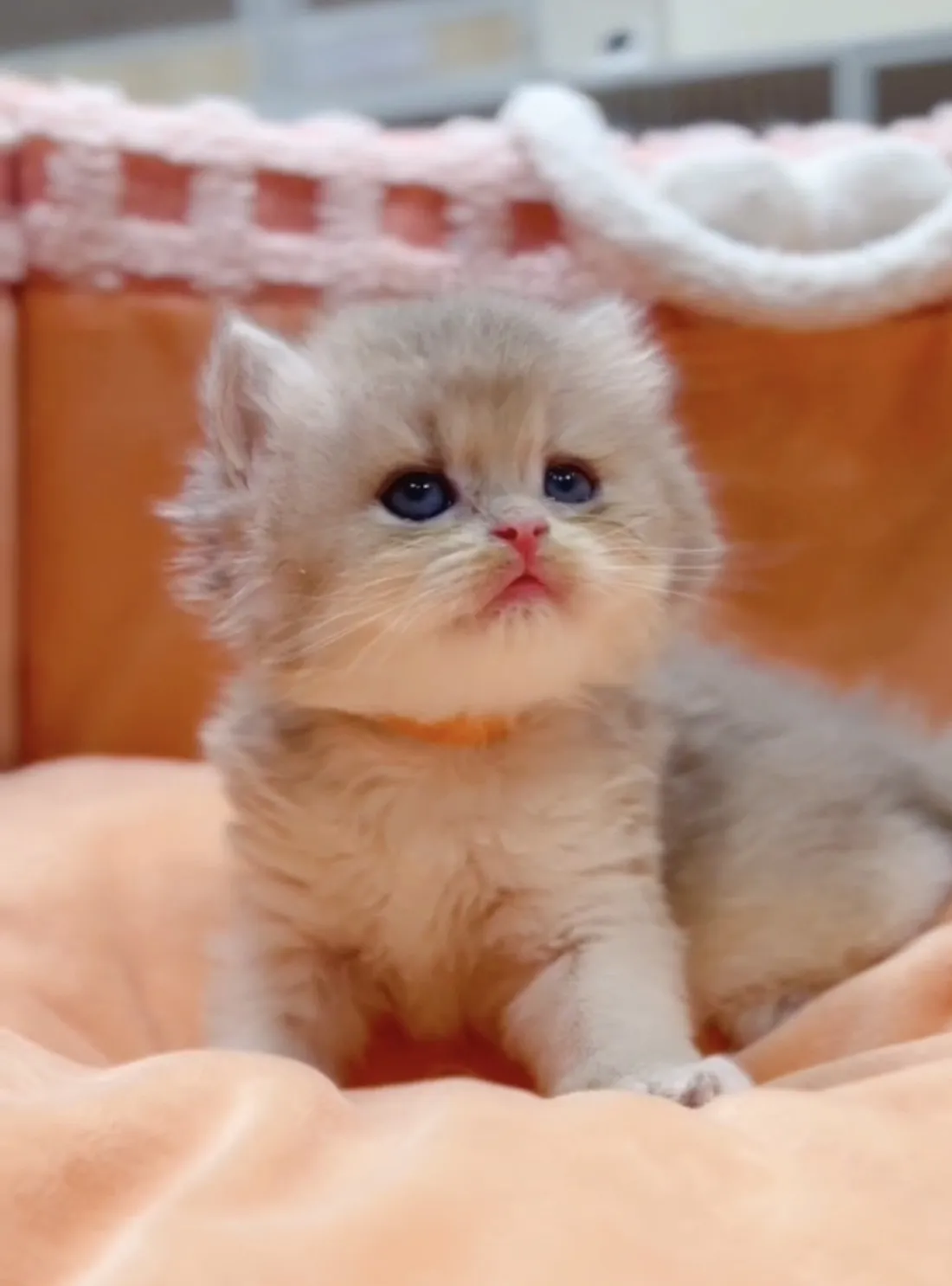 藍金漸層長毛弟