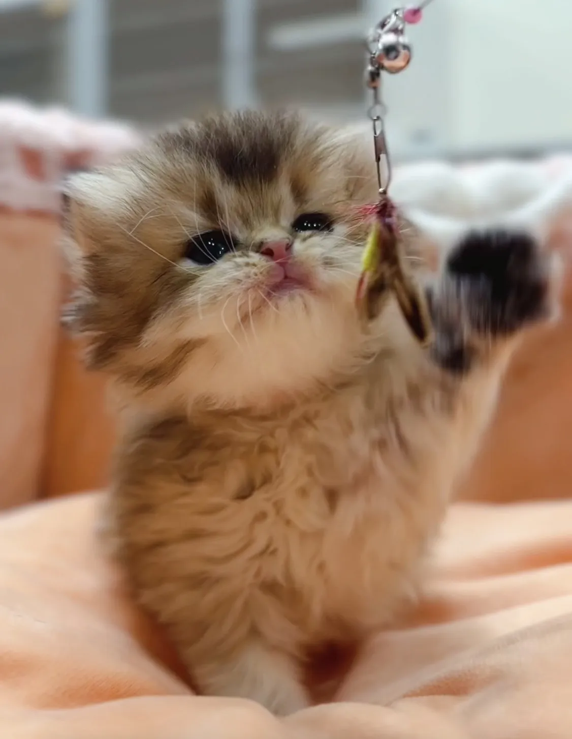 黑金漸層長毛妹