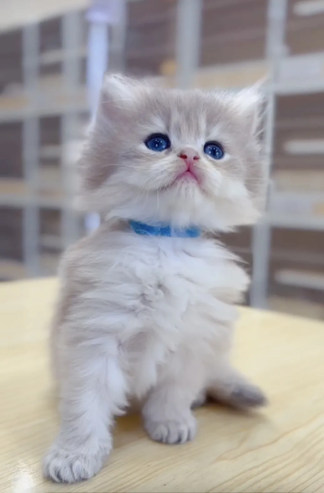 藍金漸層長毛妹