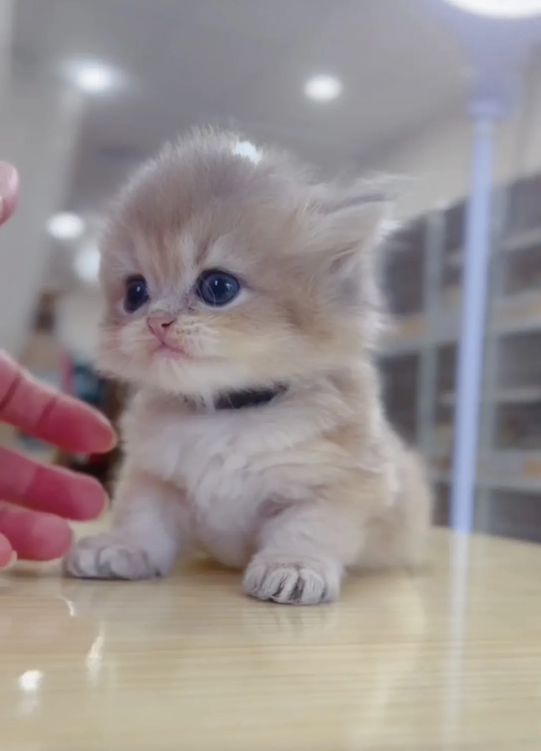 藍金漸層長毛弟