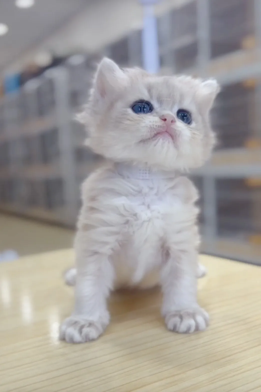 藍金漸層長毛妹