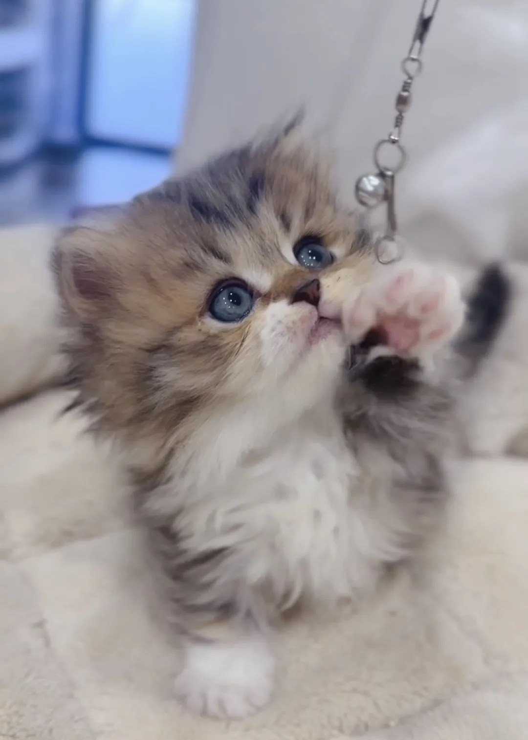 黑金加白小步舞曲