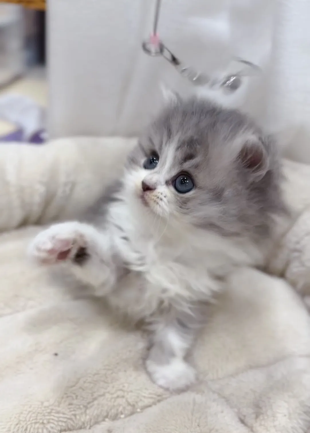 藍金加白英長妹