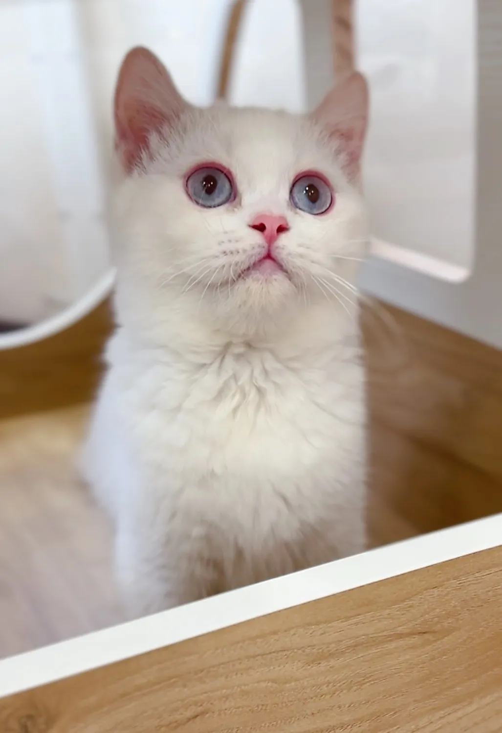 紫金點英短弟(已預定)