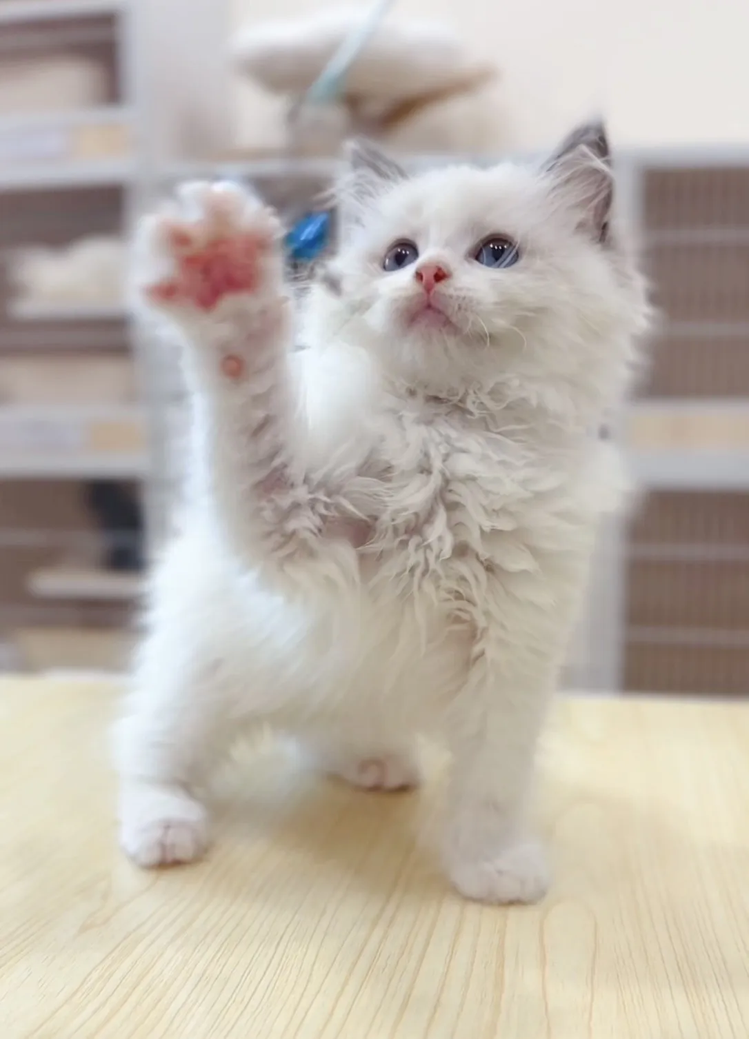 正開藍雙布偶妹妹