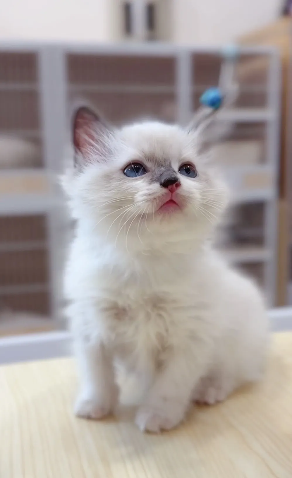 藍雙弟弟(已預定)