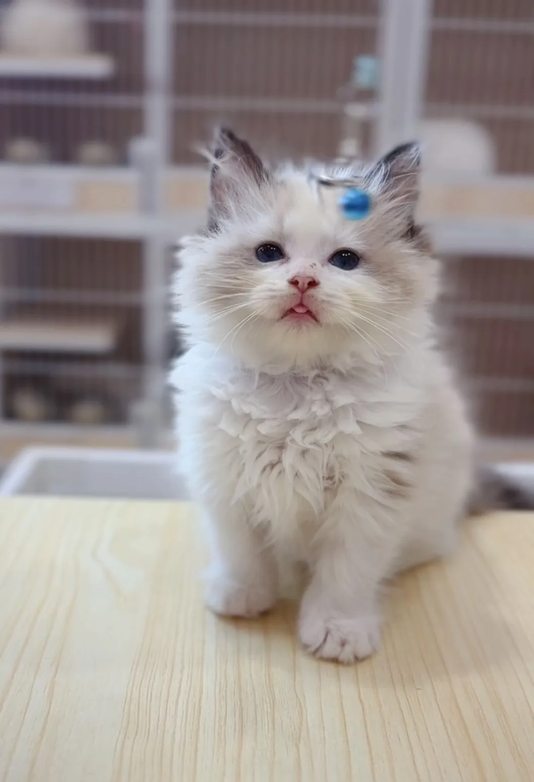 正開海雙布偶妹妹