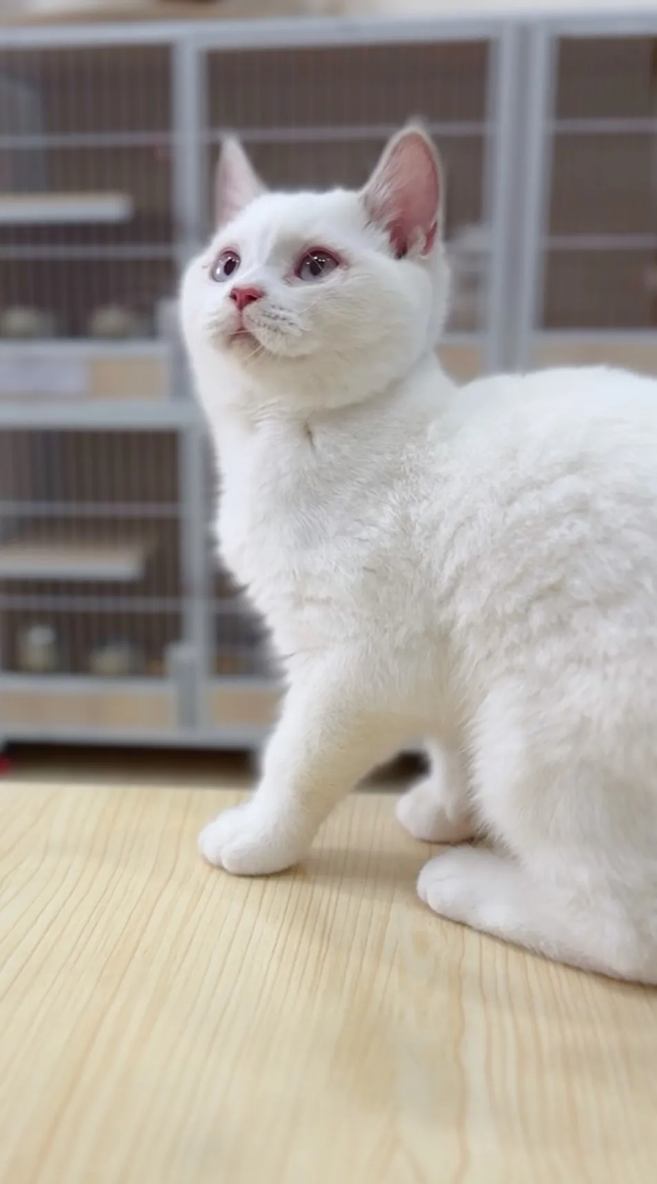 奶油端子英短弟(已預定)