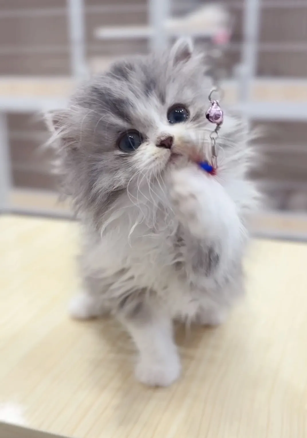 藍金加白英長妹