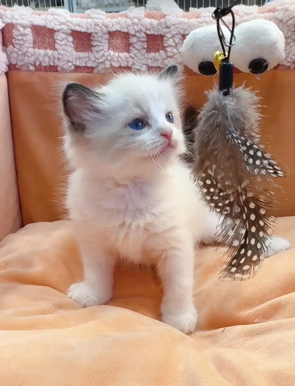 正開海雙布偶弟弟