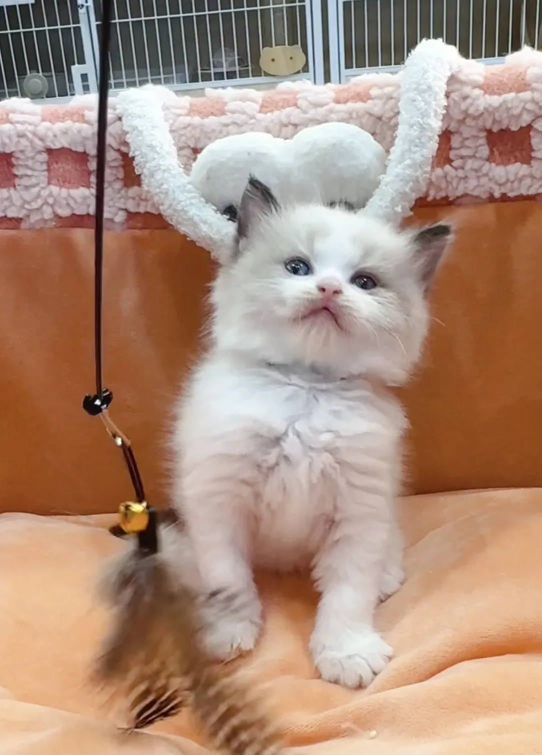 正開海雙布偶弟弟