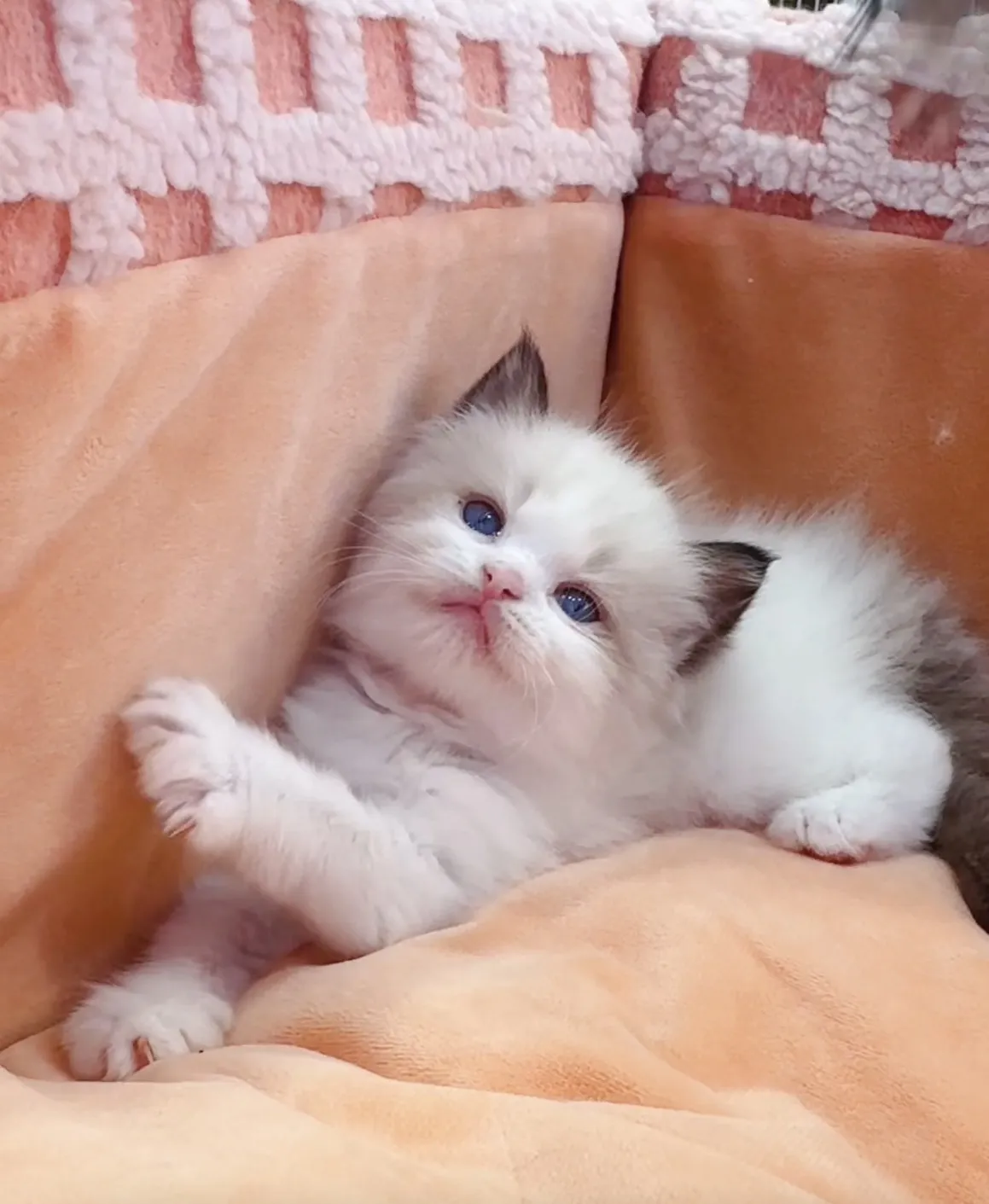 正開海雙布偶弟弟