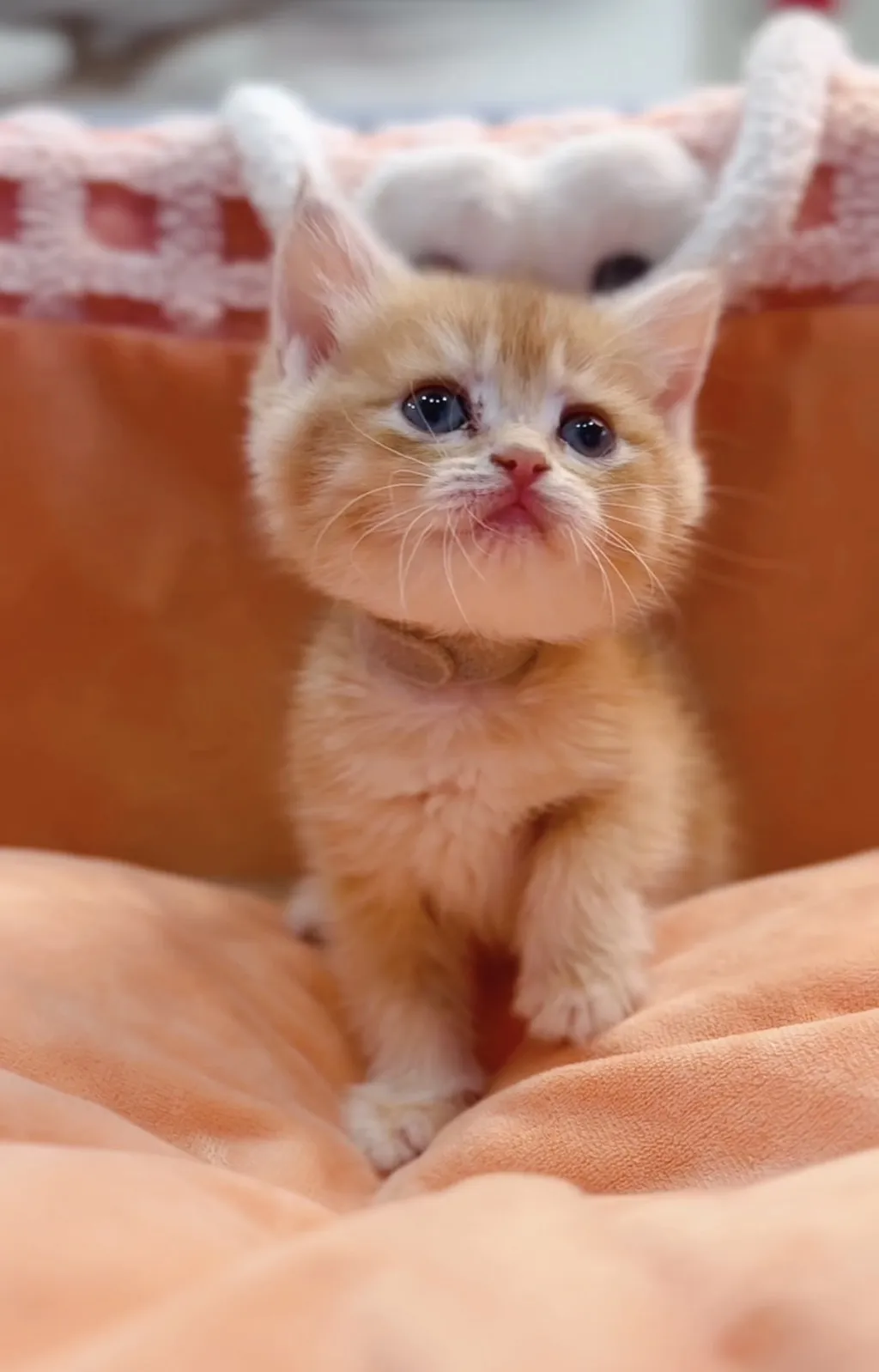 金漸層短毛弟/妹