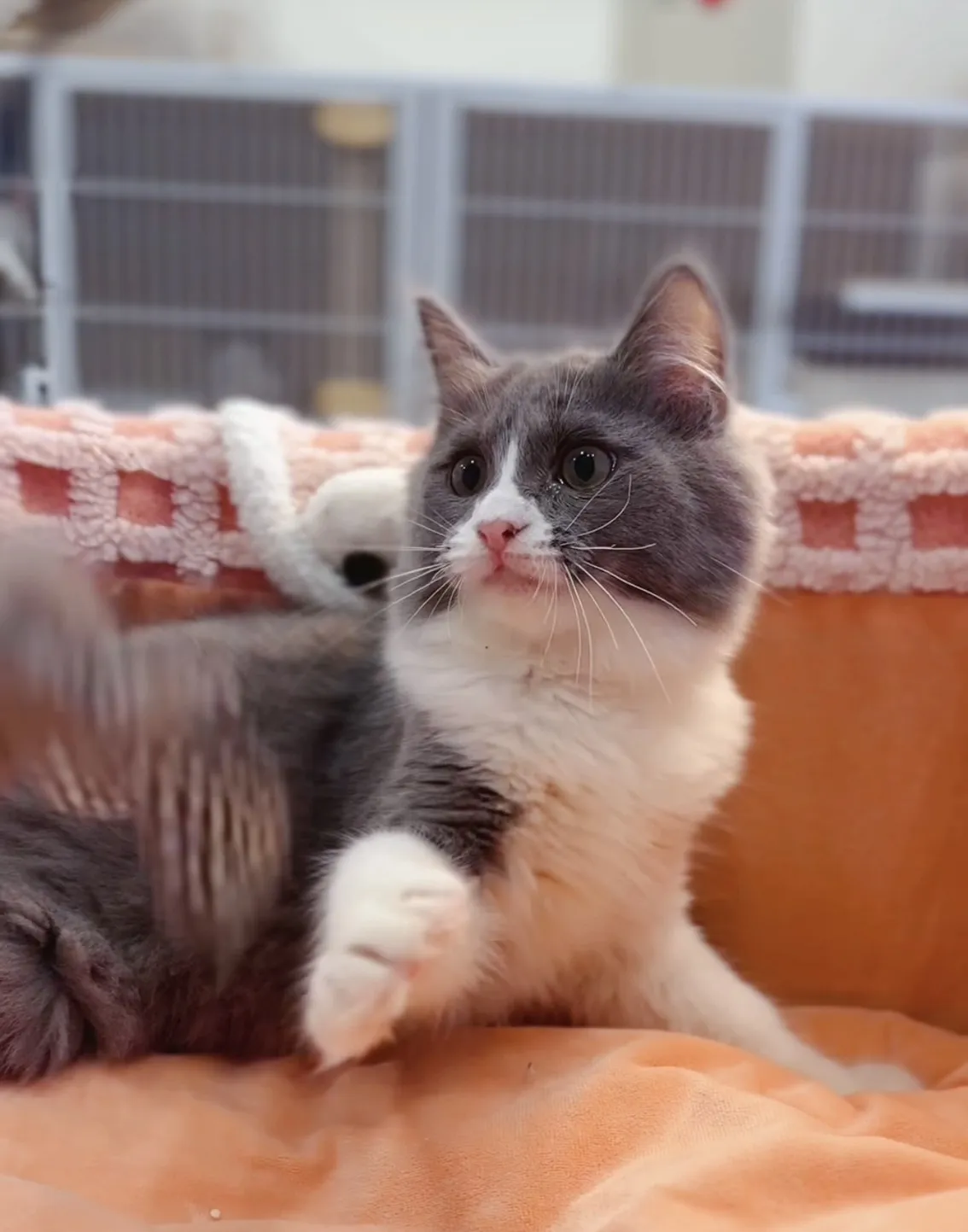 藍白賓士英短弟弟