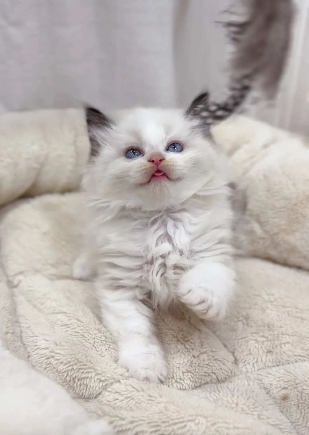 正開海雙布偶弟弟(已預定)