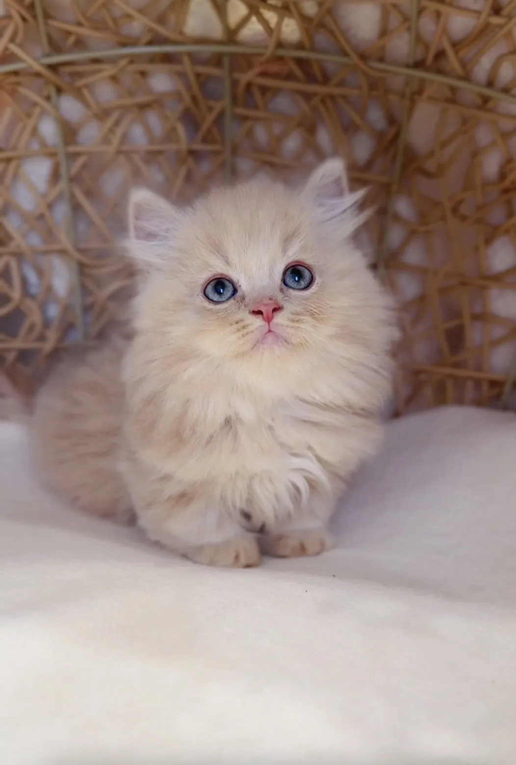 奶油小步舞曲弟弟