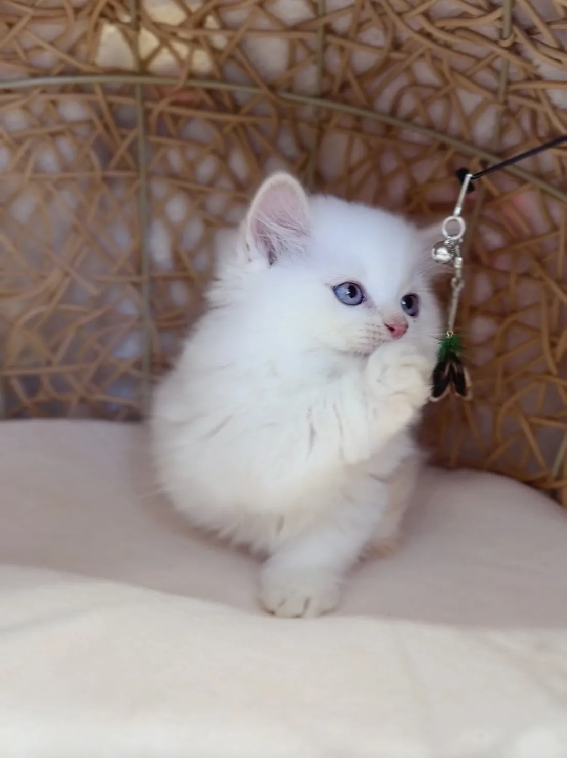 奶油端子小步舞曲弟弟