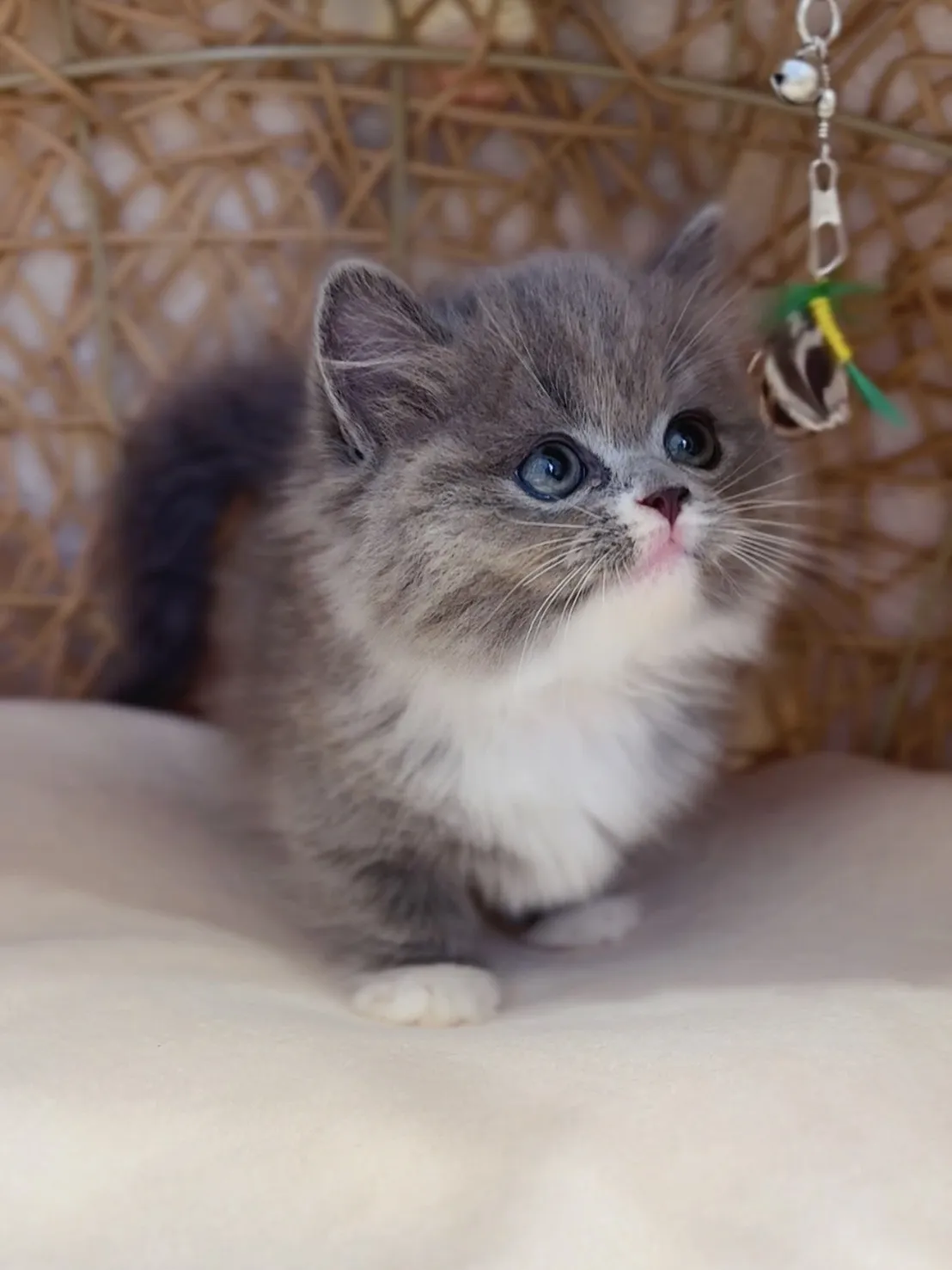 藍白小步舞曲弟弟(已預定)