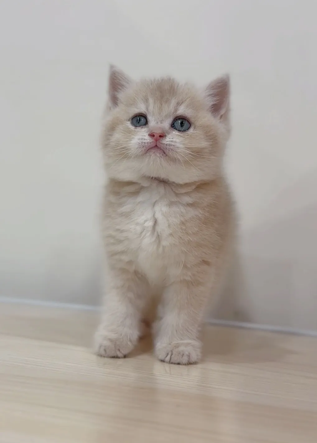 焦糖藍金英短弟弟