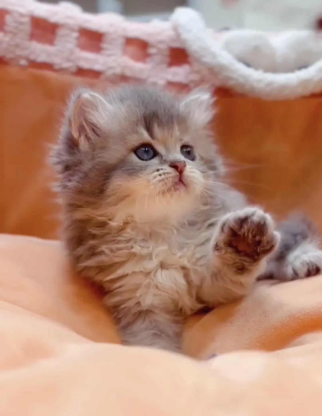 藍金漸層長毛妹