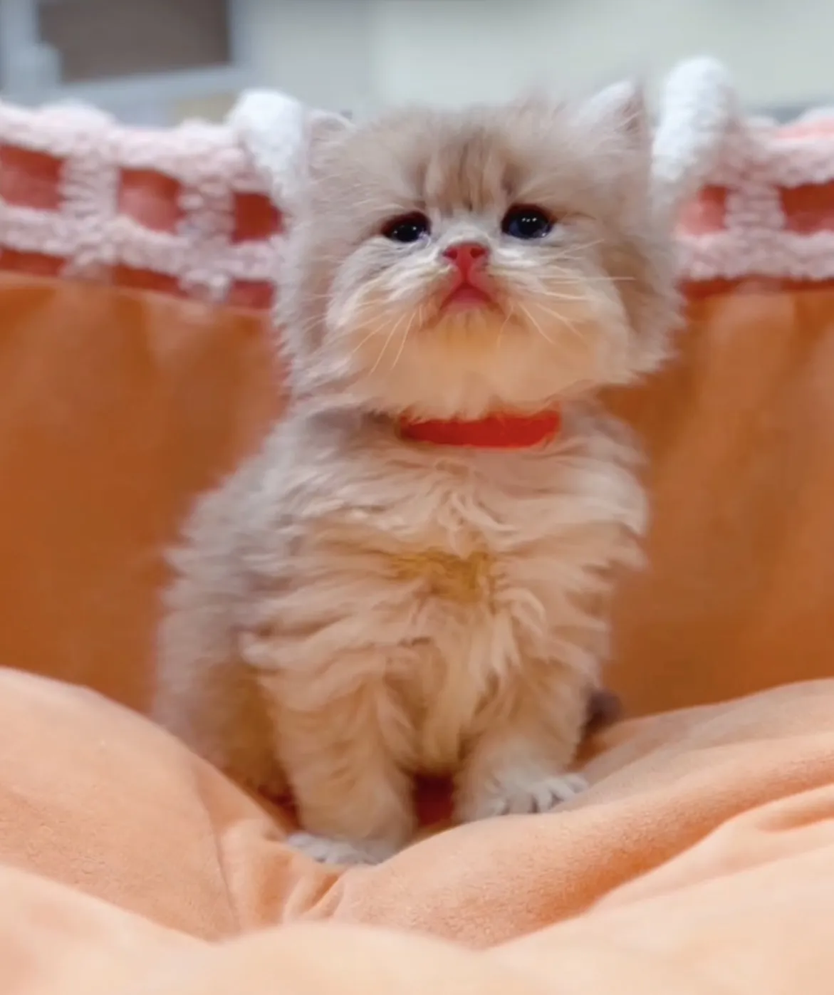 藍金漸層長毛弟(已預定)