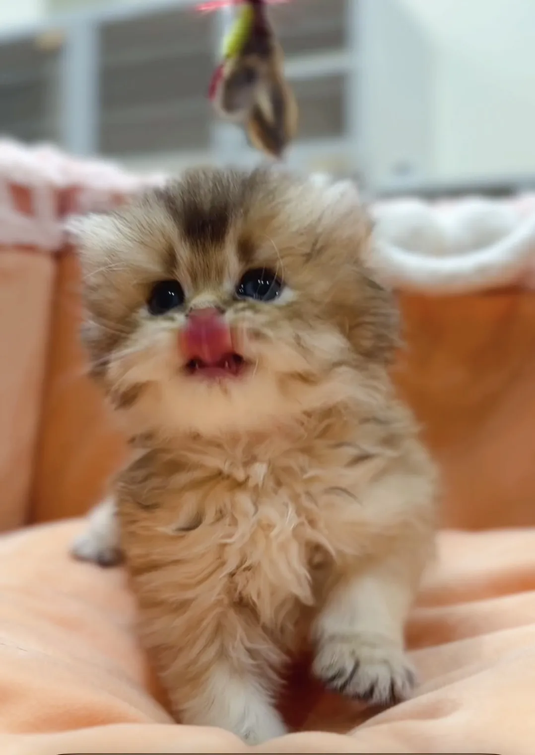 黑金漸層長毛妹