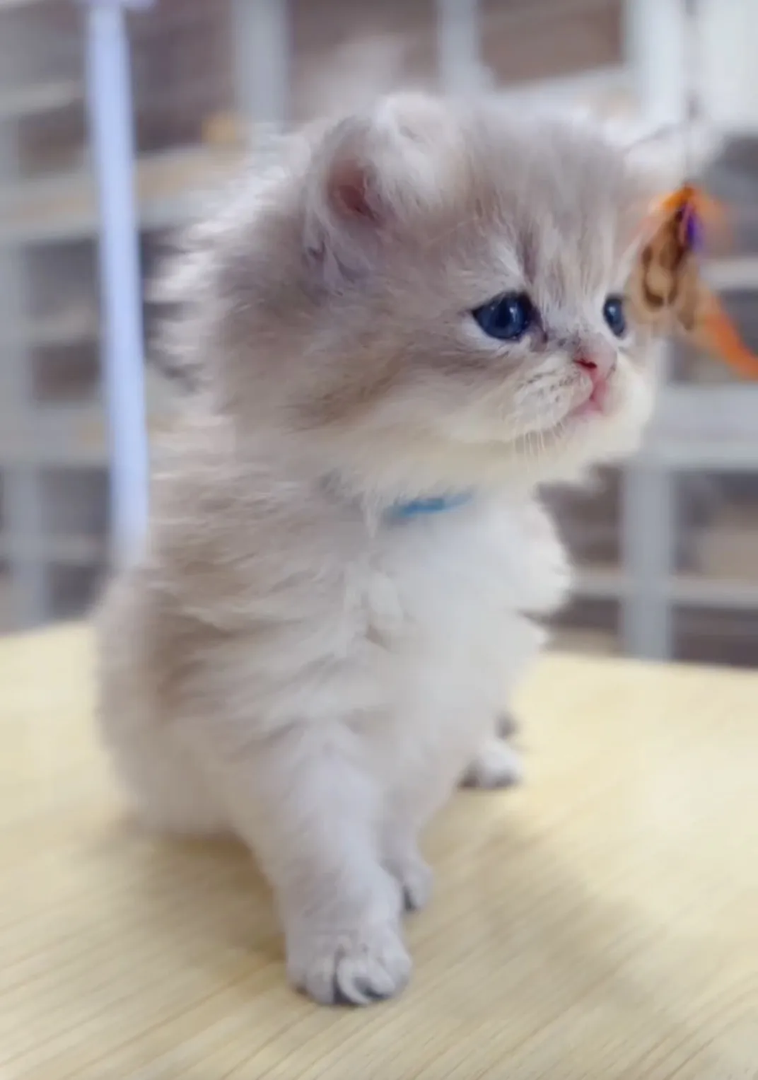 藍金漸層長毛妹