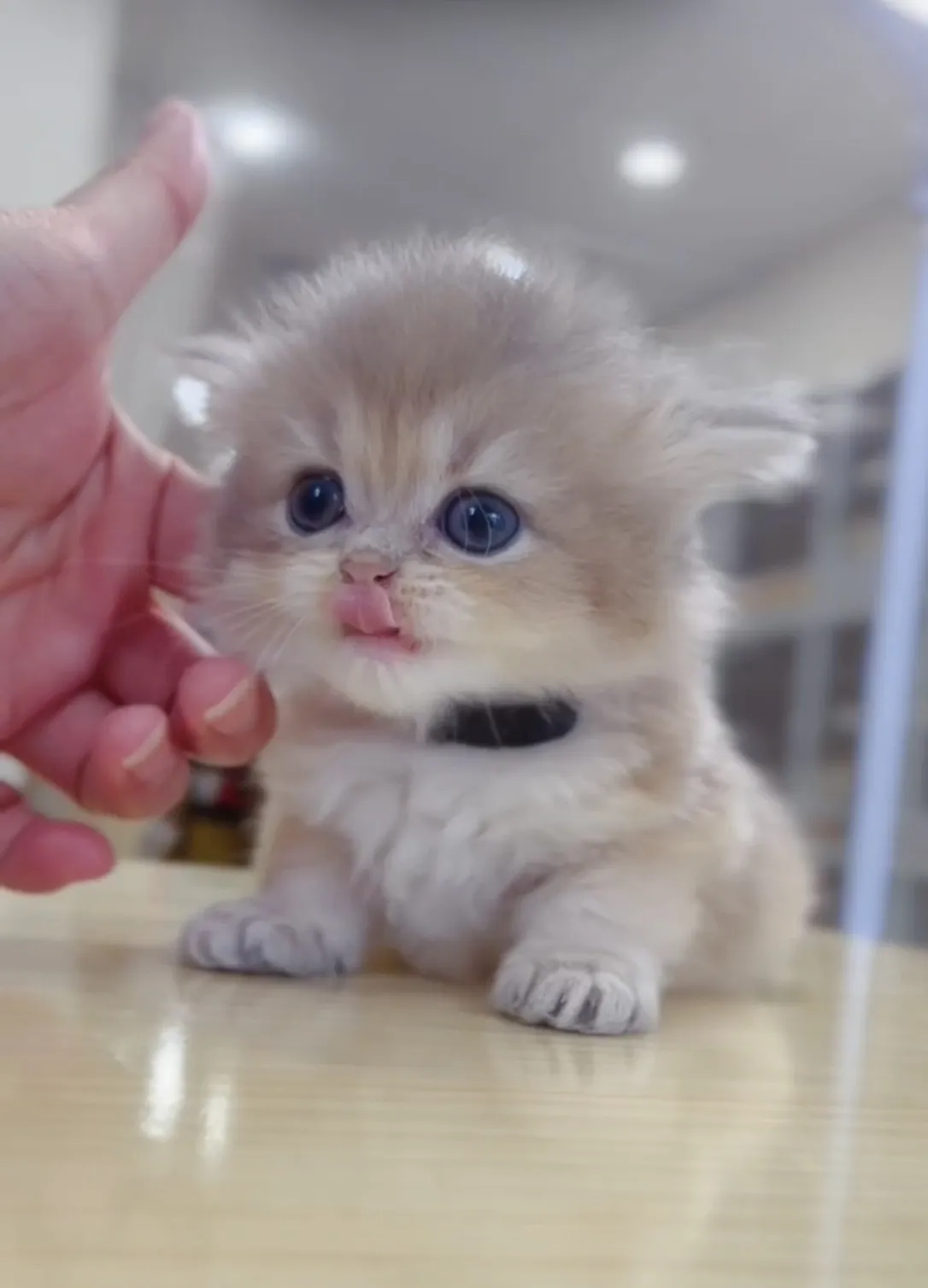 藍金漸層長毛弟