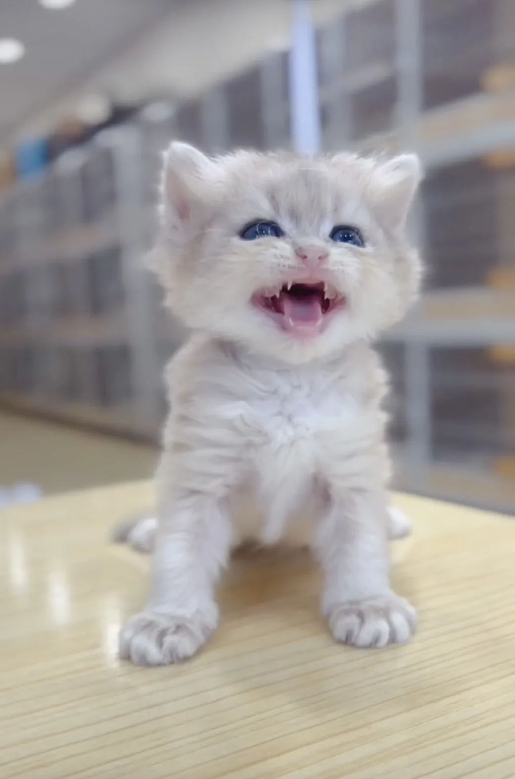 藍金漸層長毛妹