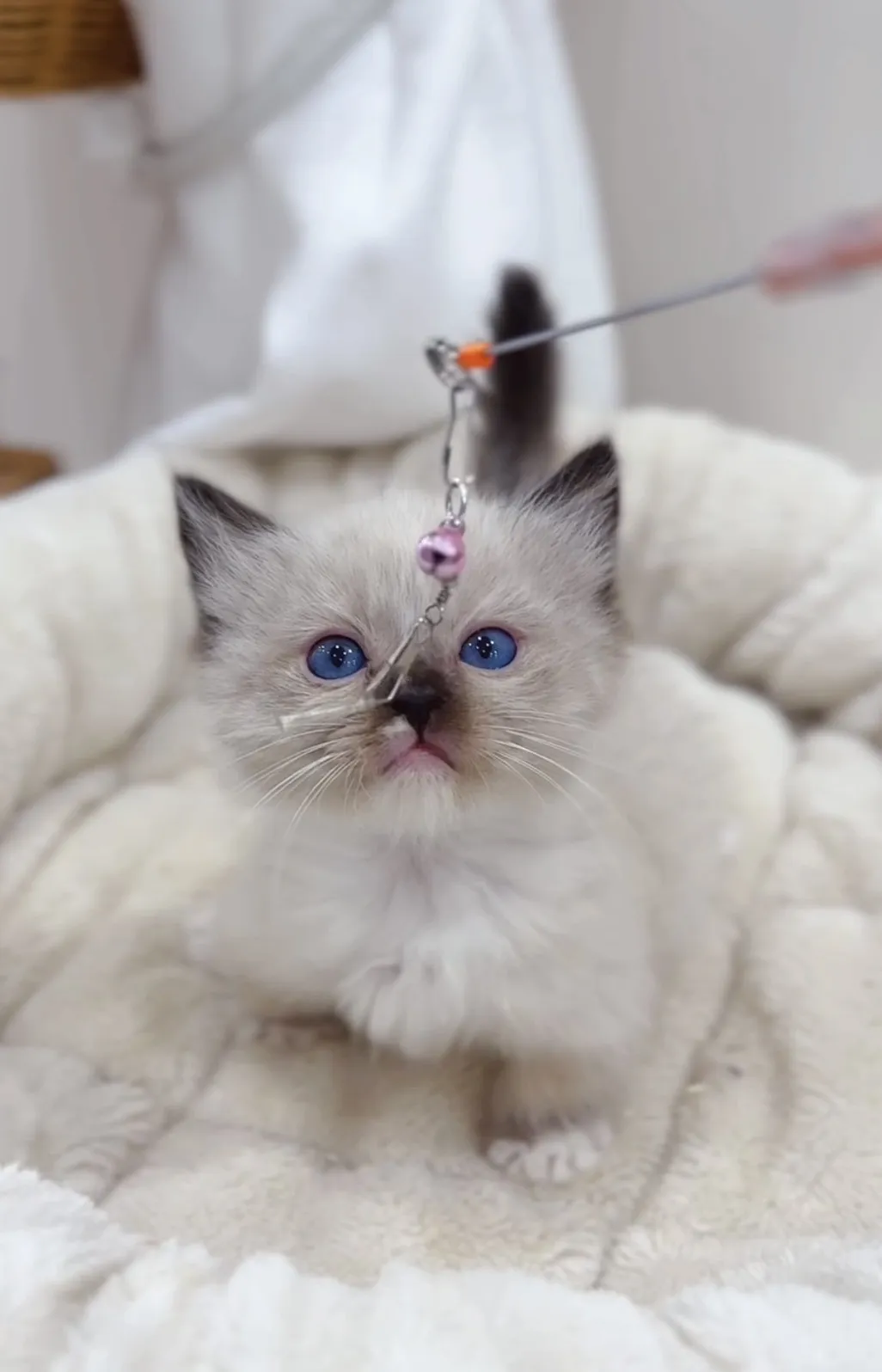 重點小步舞曲弟(已預定)